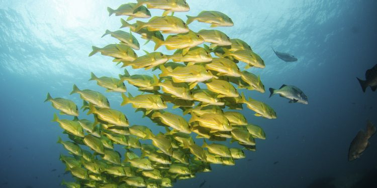 Brief: Fisheries and the Post-2020 Global Biodiversity Framework