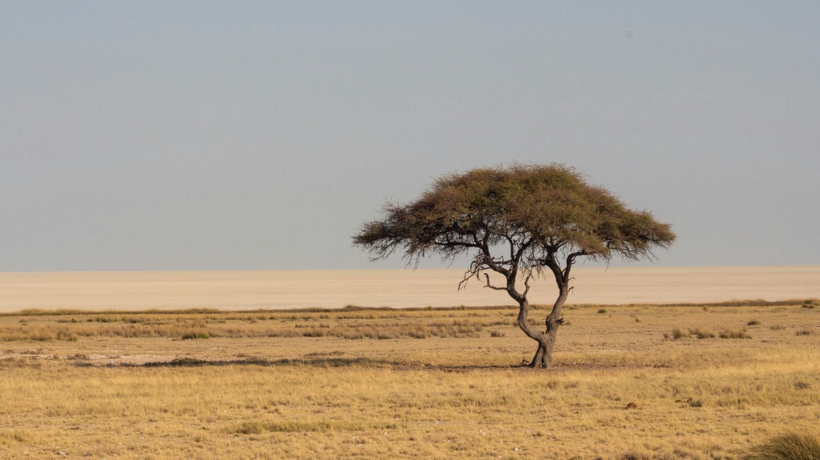 Delivering the Global Biodiversity Framework in Practice: An EU-Southern Africa Dialogue on Human-Centered Conservation, Sustainable Use and Inclusive Biodiversity Governance